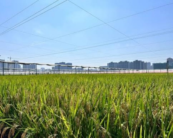太仓市实验设备厂与杭州水稻研究所达成长期合作 共建水稻科研实验装备支撑体系